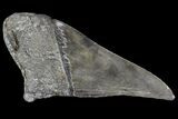 Partial Fossil Megalodon Tooth - Serrated Blade #82830-1
